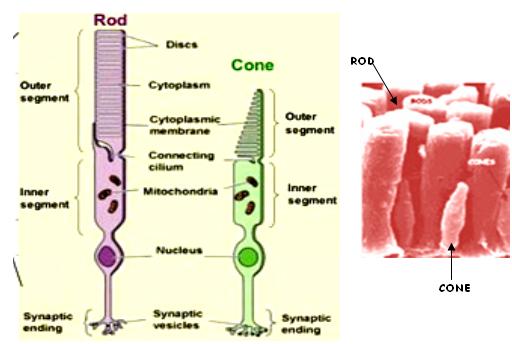 cones and rods