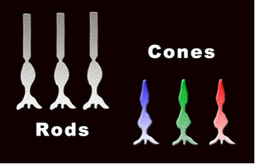rods and cones
