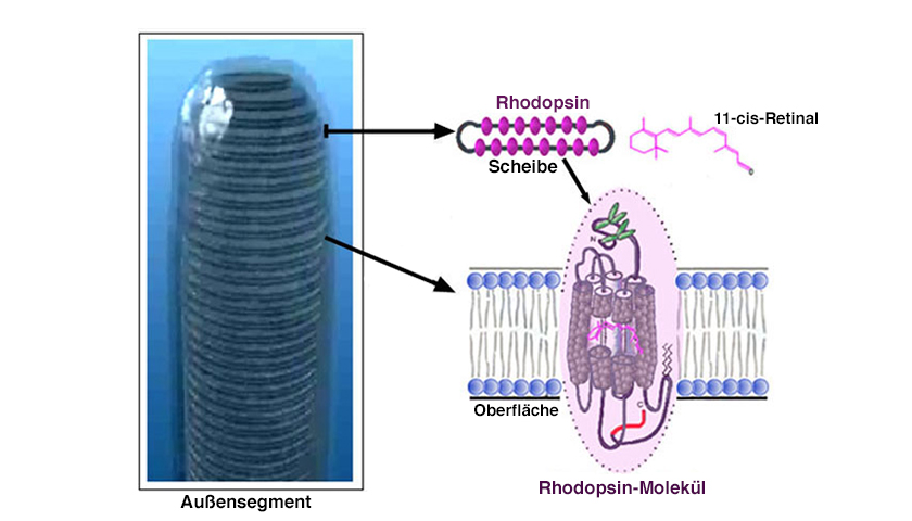Rhodopsine